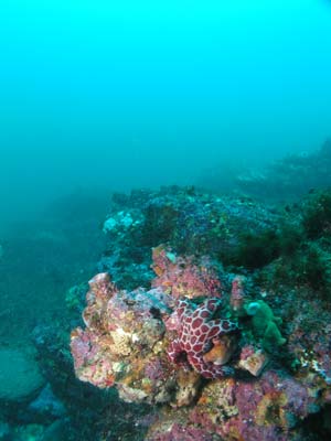 The reef at Yena Gap