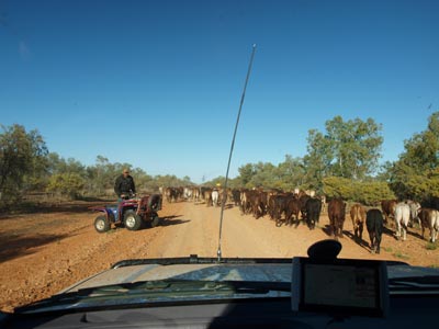 Cattle Drive