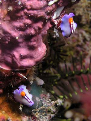 Chinamans Reef