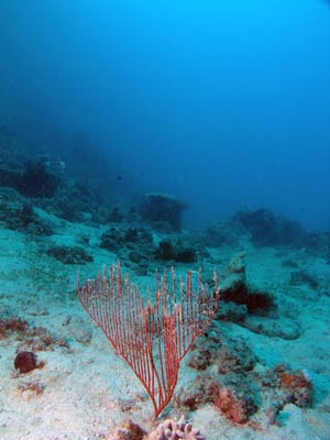Chinamans Reef