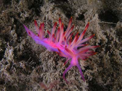 Red-Lined Flabellina