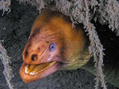 Moray eel