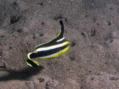 Painted Sweetlips