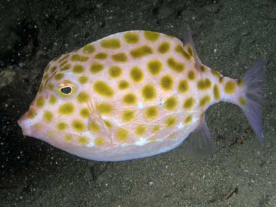 Red-Lined Flabellina