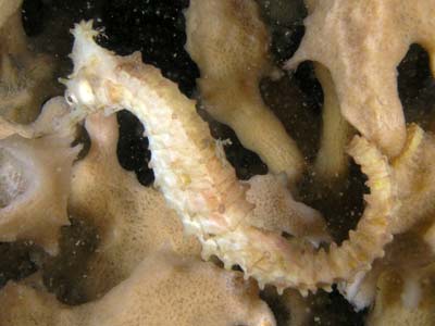 Whites sea horse