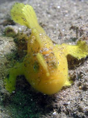 Yellow anglerfish