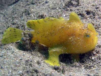 Anglerfish