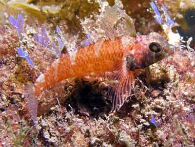 ?? fish