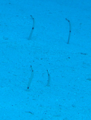 Clam Gardens
