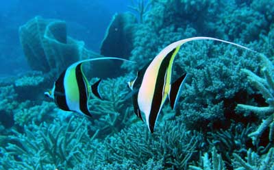 Clam Gardens