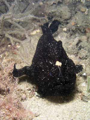 Black anglerfish