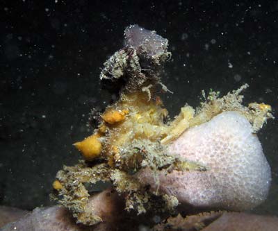 Decorator crab