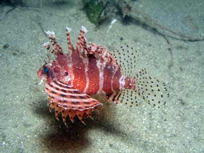 Dwarf firefish