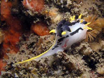 A nudibranch