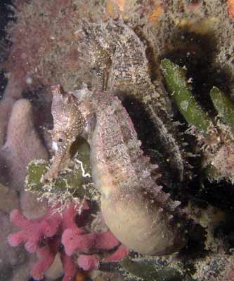 Two Whites sea horses