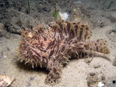 Striped anglerfish