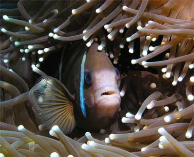 Clownfish