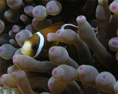 Clownfish