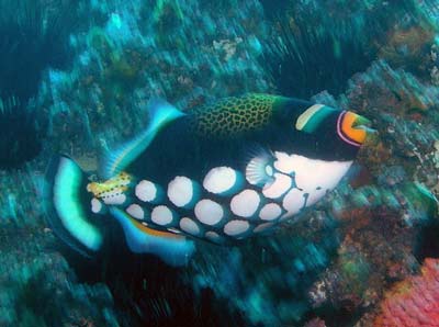 Clown triggerfish
