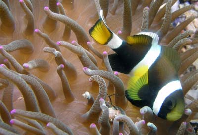 Clownfish south of the cave