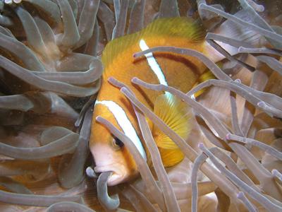 Clownfish