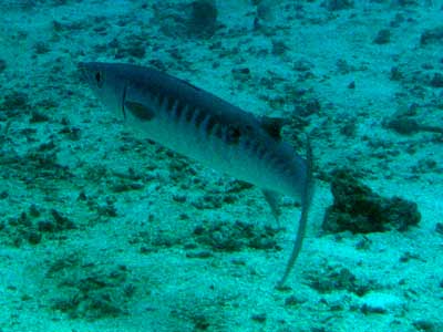 Cobalt Caves Barracuda