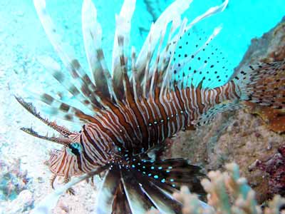 Cobalt Caves Firefish