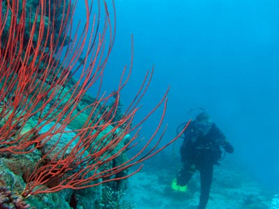 Cobalt Caves Sea Whips