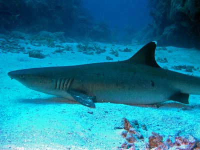 Cobalt Caves Shark