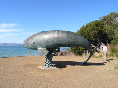Humpback Whale