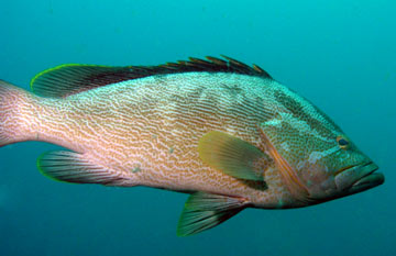 Maori Cod