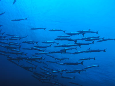 Cod Hole