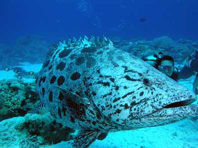 Cod Hole