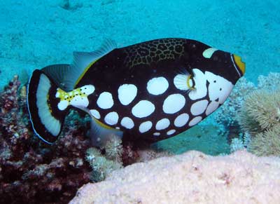 Cod Hole
