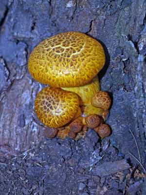 Mushroom