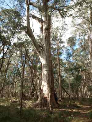 Snow Gum