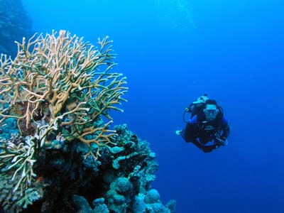 Coral Castles