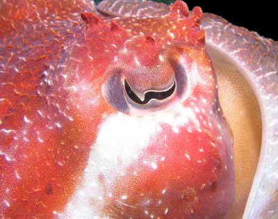 Cuttlefish Eye