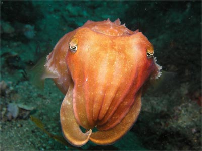 Cuttlefish
