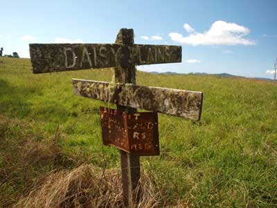 Daisy Plains