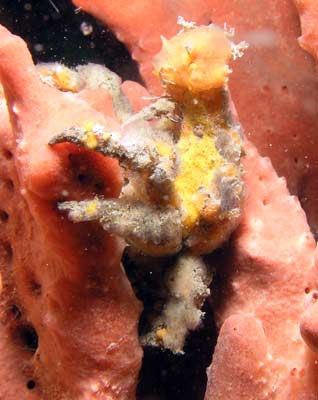 Decorator Crab