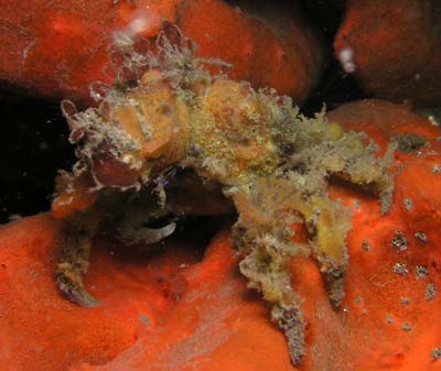 Decorator crab