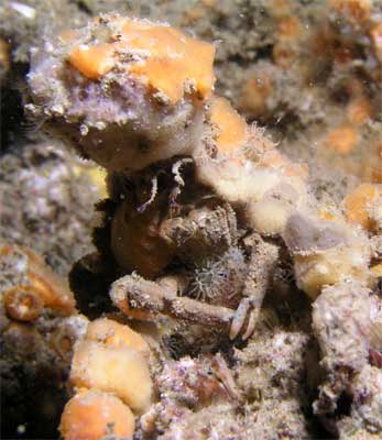 Decorator crab