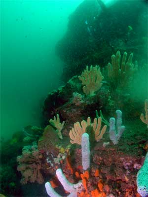 The Deep Wall