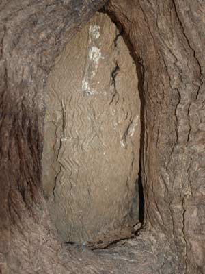 Dig Tree - Engraving