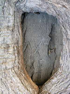 The Dig Tree
