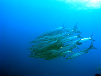 Barracuda