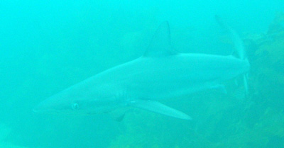 Dusky Whaler Shark
