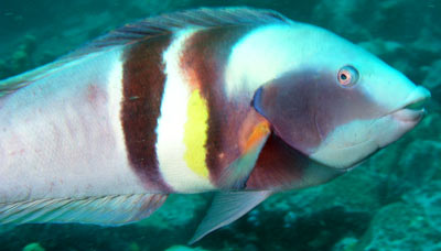 Male Eastern King Wrasse