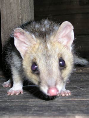 Eastern Quoll